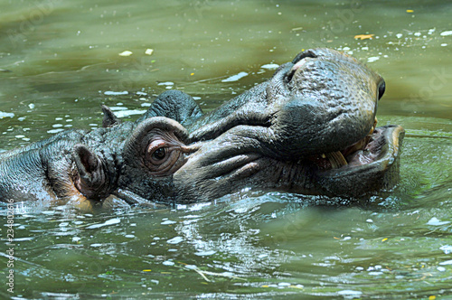 hippo in water