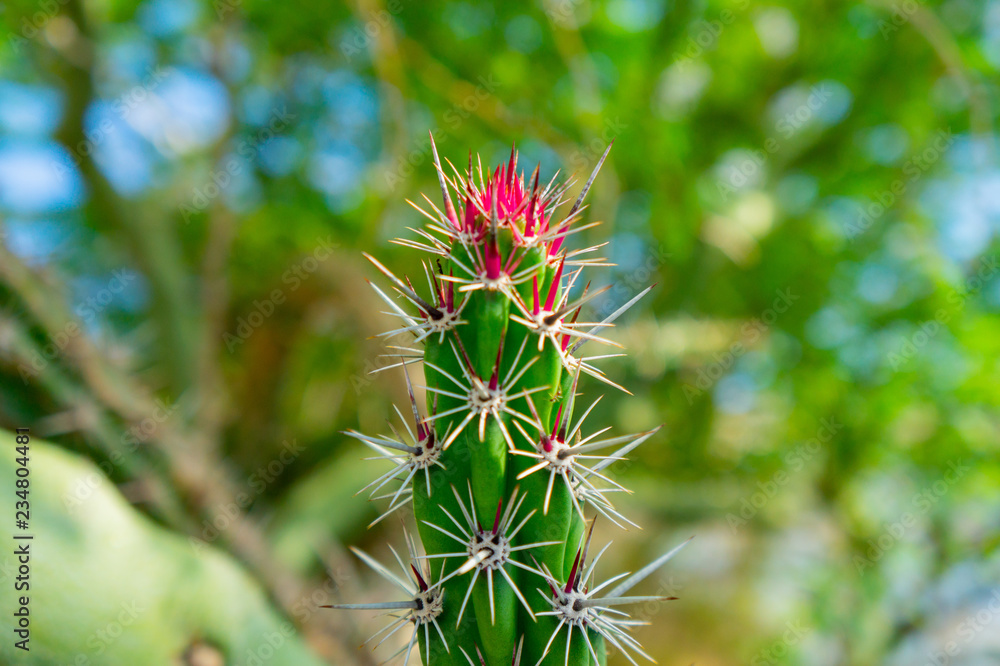 bright red spikes on a jumping cactus bright red spikes on a jumping cactus