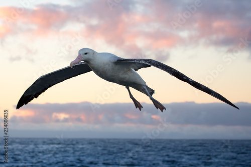 Albatross at Dawn