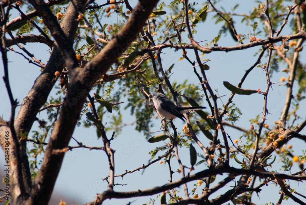 Obraz premium pajaro