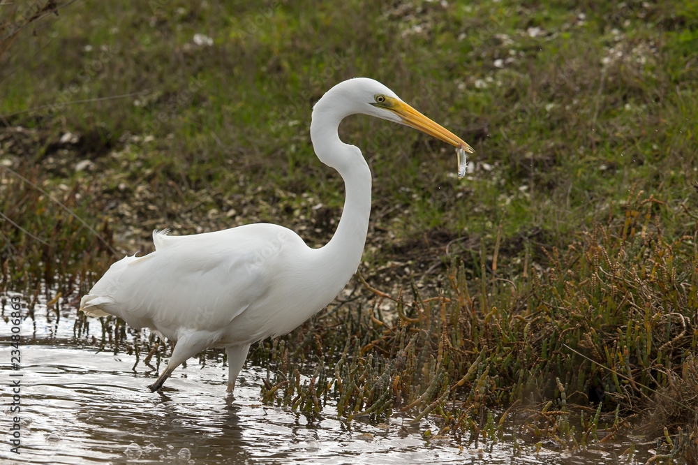 Obraz premium White Heron Fishing