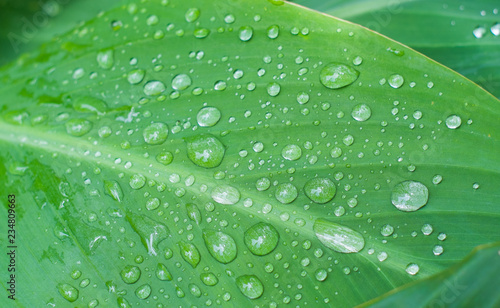 Water drops on the leaves after rain, refreshing and beautiful in the morning.