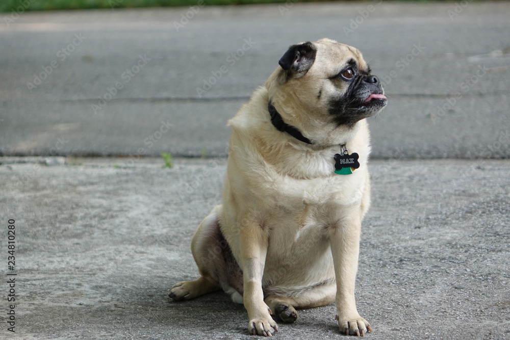 Obraz premium dog on the beach