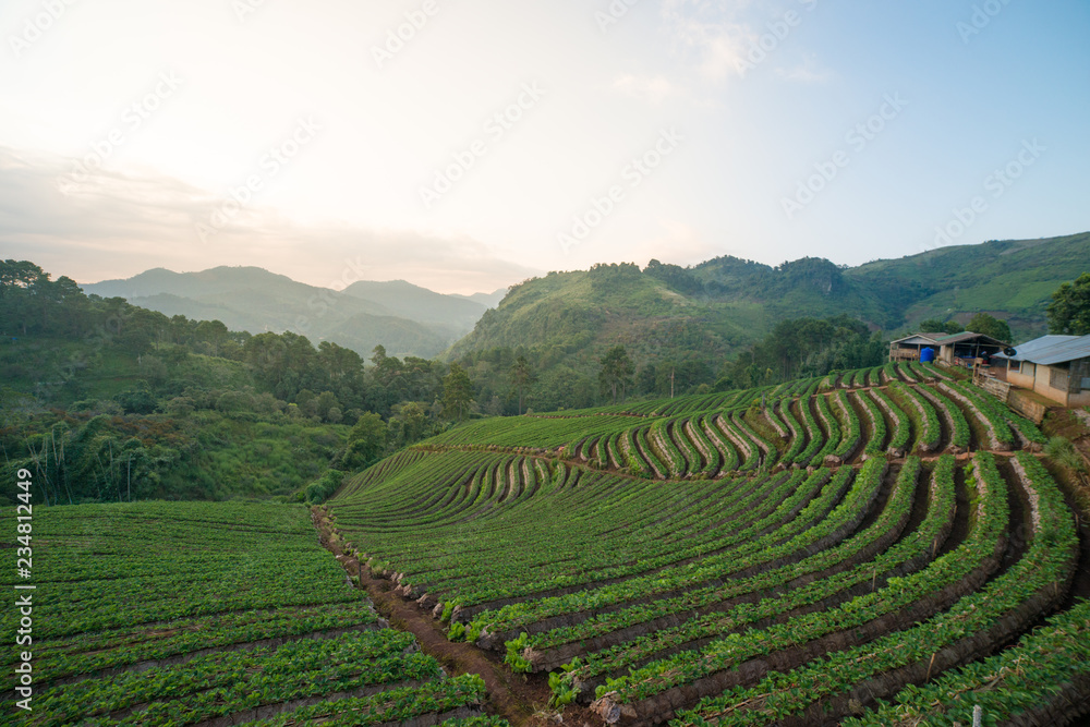 Strawberry field in the morning located in Chiang Mai North of Thailand. Environment and nature concept