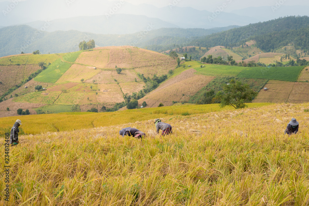 Obraz premium The Asian farmer at golden rice filed is harvesting the rice during harvesting season. nature concept