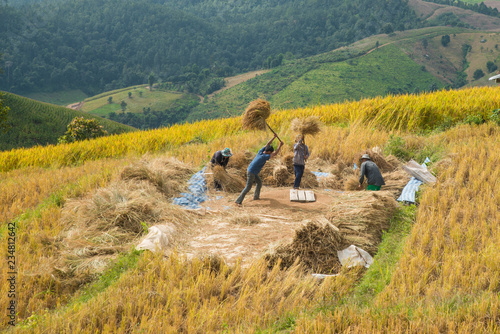 The Asian farmer at golden rice filed is harvesting the rice during harvesting season. nature concept