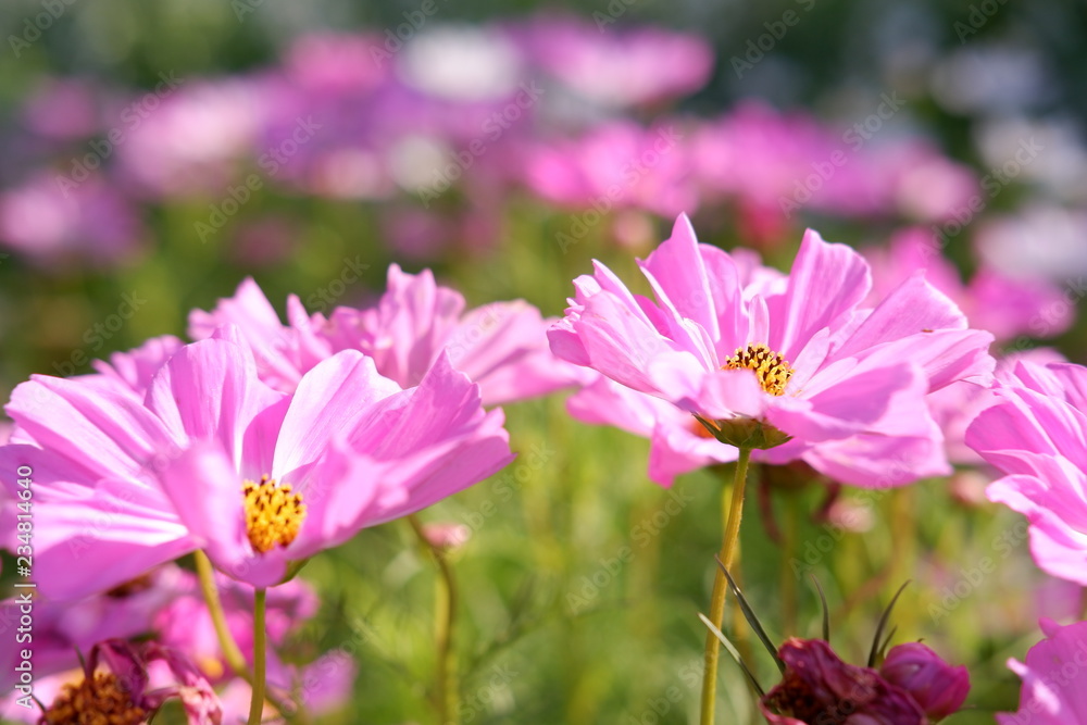 close up cosmos flower in nature background close up cosmos flower in nature background