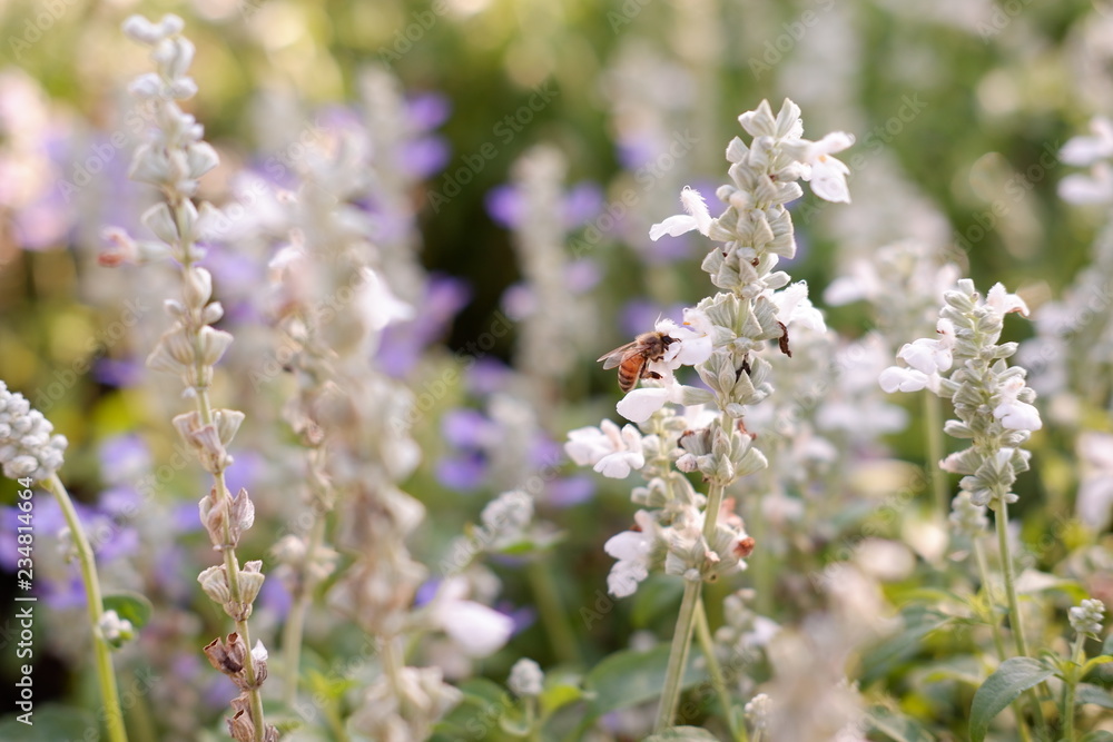 lavender flower in nature background lavender flower in nature background