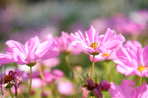 close up cosmos flower in nature background