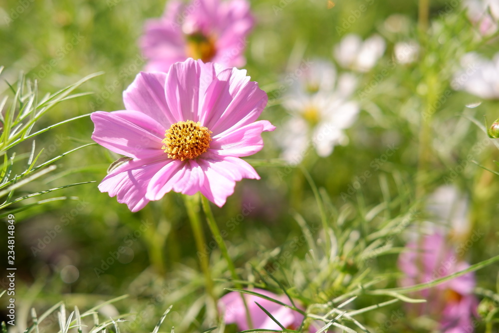 Obraz premium cosmos flowers in garden and sunset on natural background