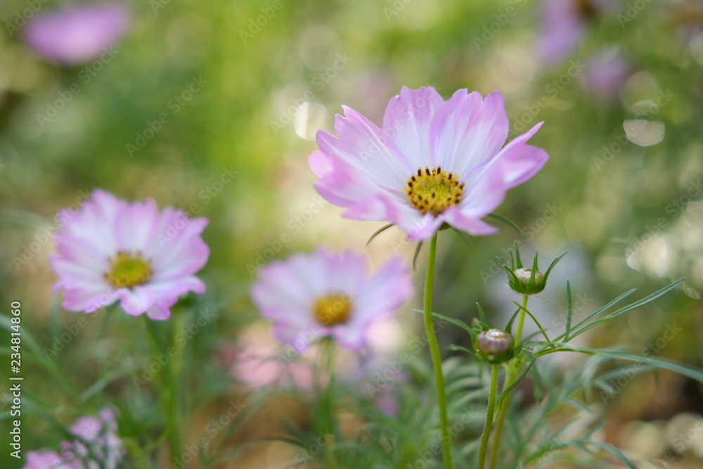 cosmos flowers in garden and sunset on natural background