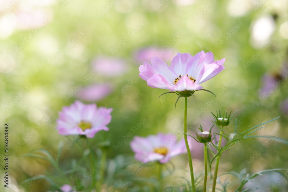Fototapeta premium cosmos flowers in garden and sunset on natural background