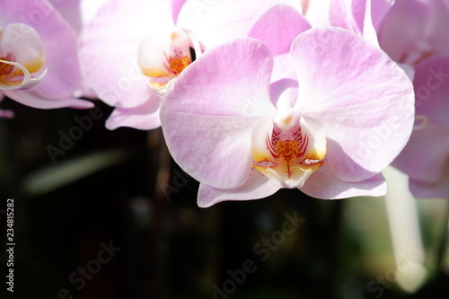 close up orchid flower in nature background