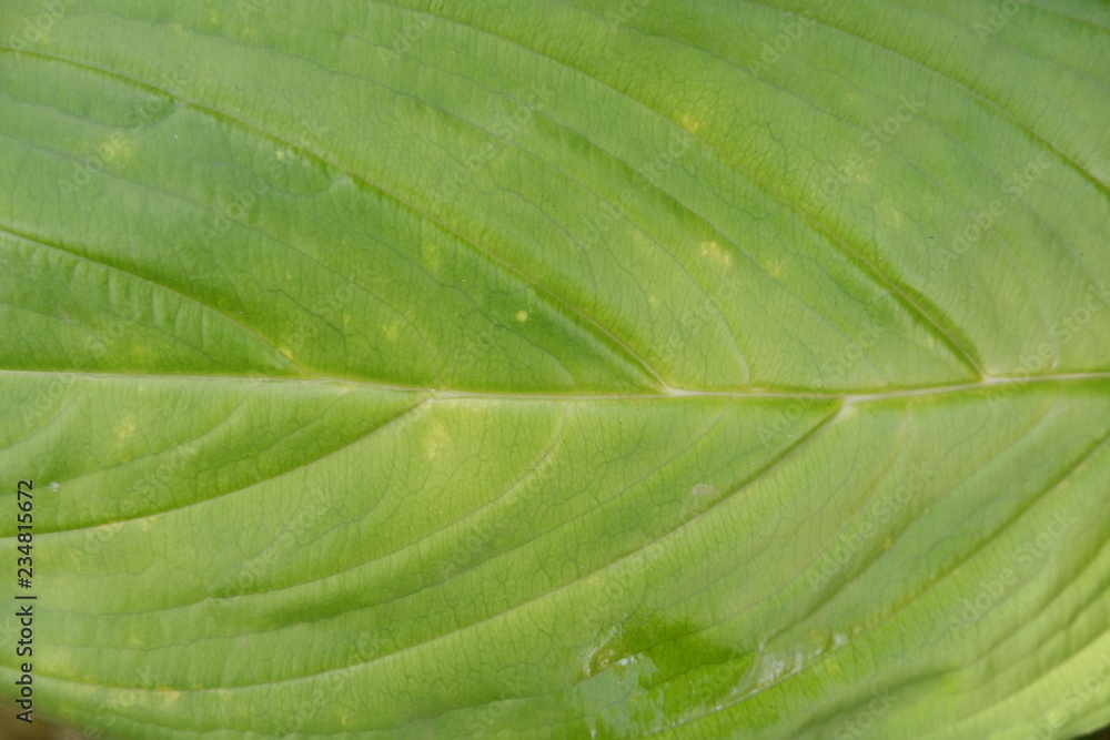 closeup of green leaf closeup of green leaf