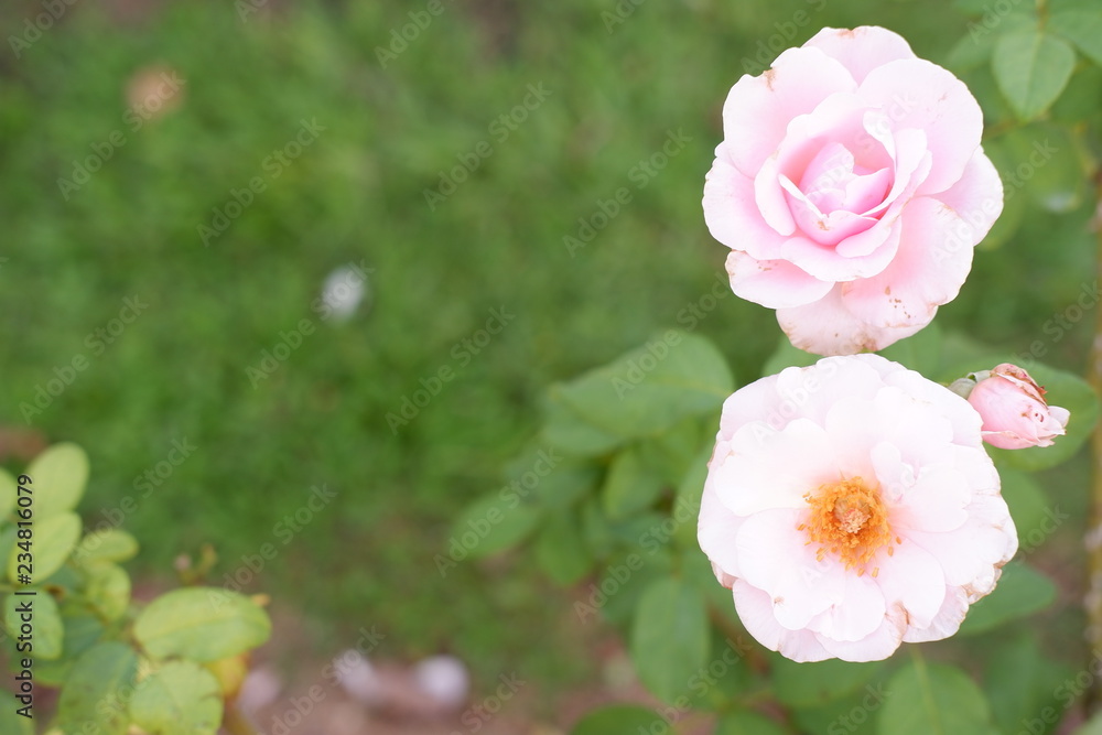 Fototapeta premium colourful flower background