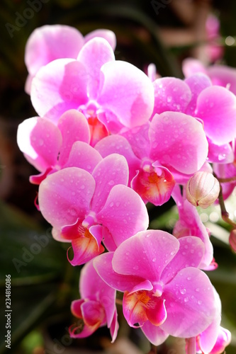 close up orchid flower