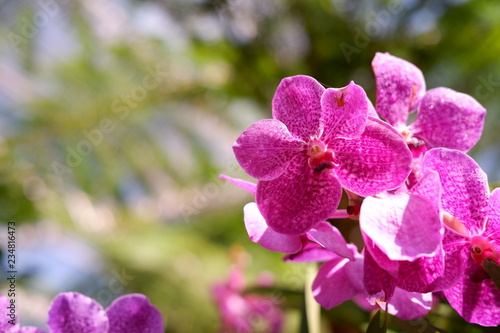 close up pink orchid flower in nature background