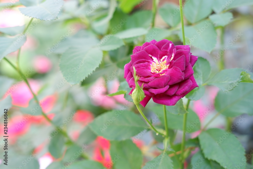 colourful flower background