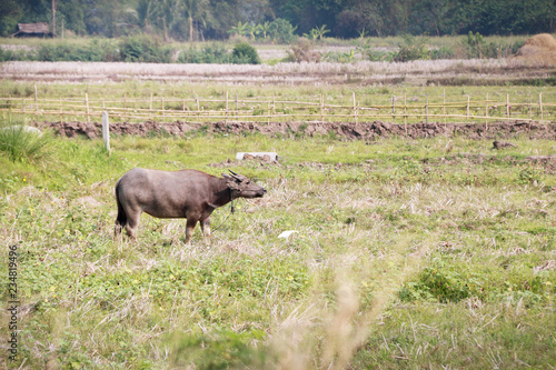 Thai buffalo in field.