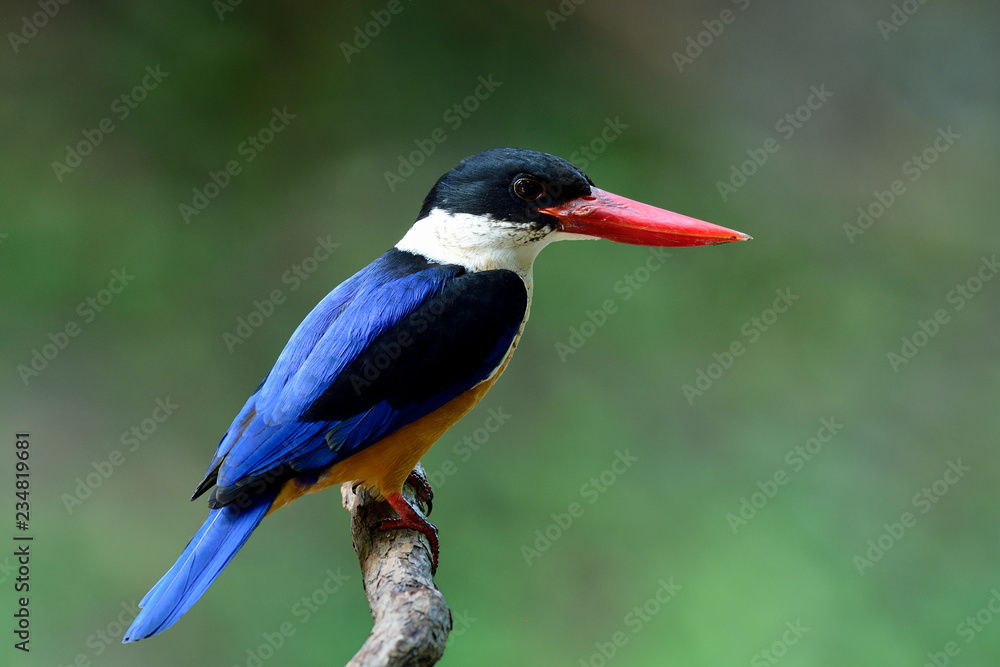 beautiful blue wings brown belly white throat black head and red beak perching on wooden branch over fine green background, Black-capped kingfisher (Halcyon pileata) beautiful blue wings brown belly white throat black head and red beak perching on wooden branch over fine green background, Black-capped kingfisher (Halcyon pileata)