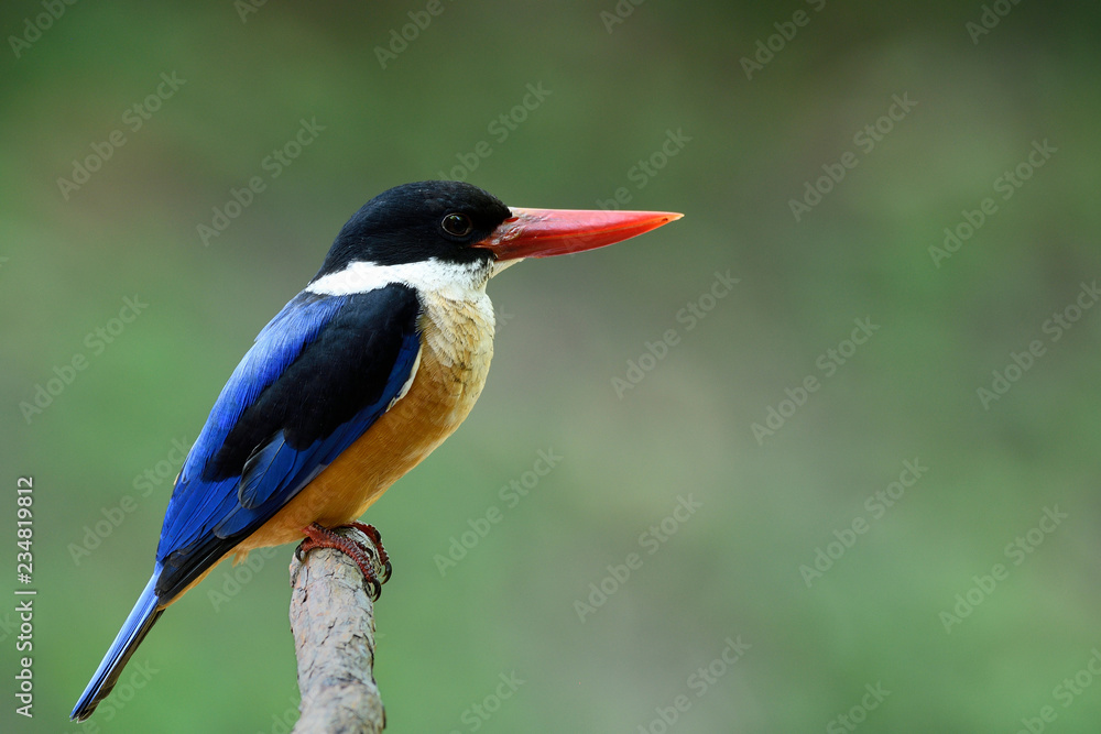 Fototapeta premium Lonly blue bird with black head and red bills happy sitting on wooden stick over blur green background in fine lighting environment, Black-capped kingfisher (Halcyon pileata)