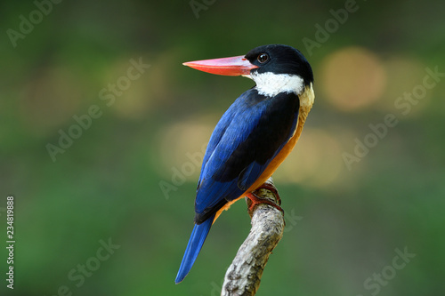 Red beak with blue wings and white throat percing on wooden branch showing its nice back feathers over fine green background, Black-capped kingfisher (Halcyon pileata)