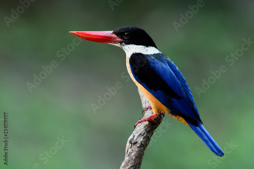 Slim blue wings white throat black head and red beak perching on wooden branch over fine green background, Black-capped kingfisher (Halcyon pileata)