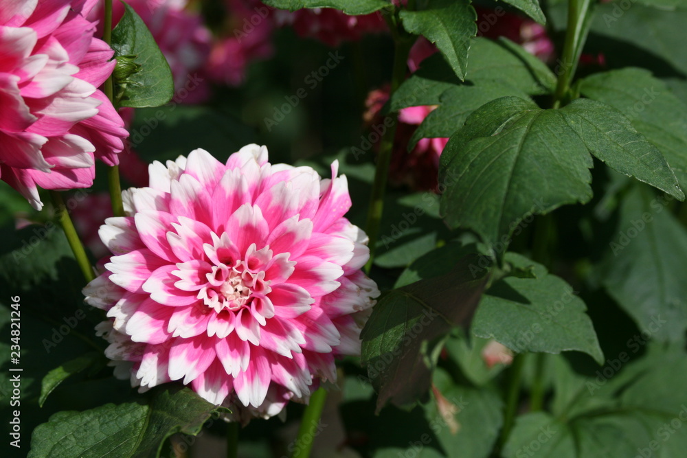 Obraz premium Dahlie