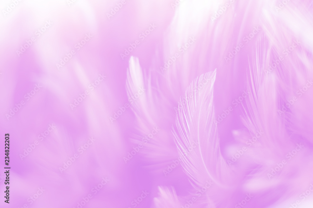 Blur Bird chickens feather texture for background, Fantasy, Abstract, soft color of art design. Blur Bird chickens feather texture for background, Fantasy, Abstract, soft color of art design.