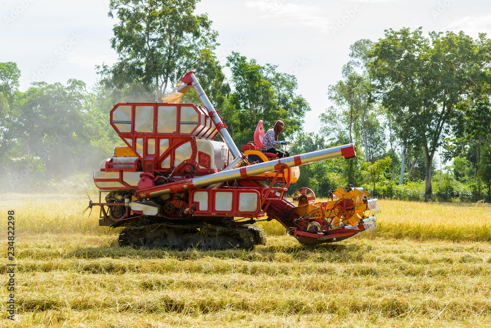 Fototapeta premium Combine harvester Working on rice field. Harvesting is the process of gathering a ripe crop