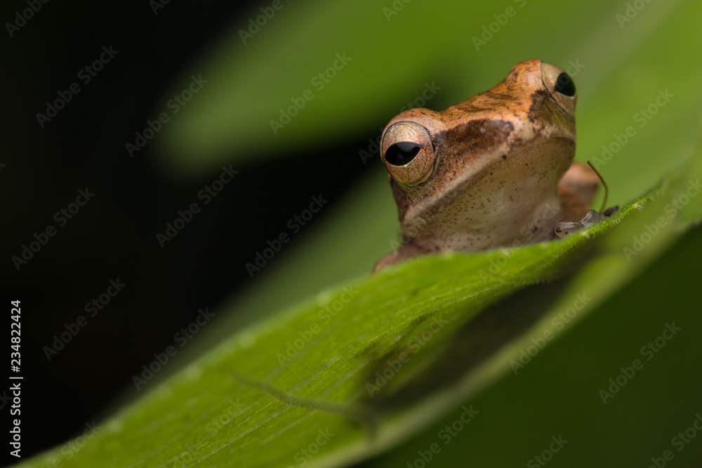 Obraz premium Beautiful Frog at Borneo, Frog