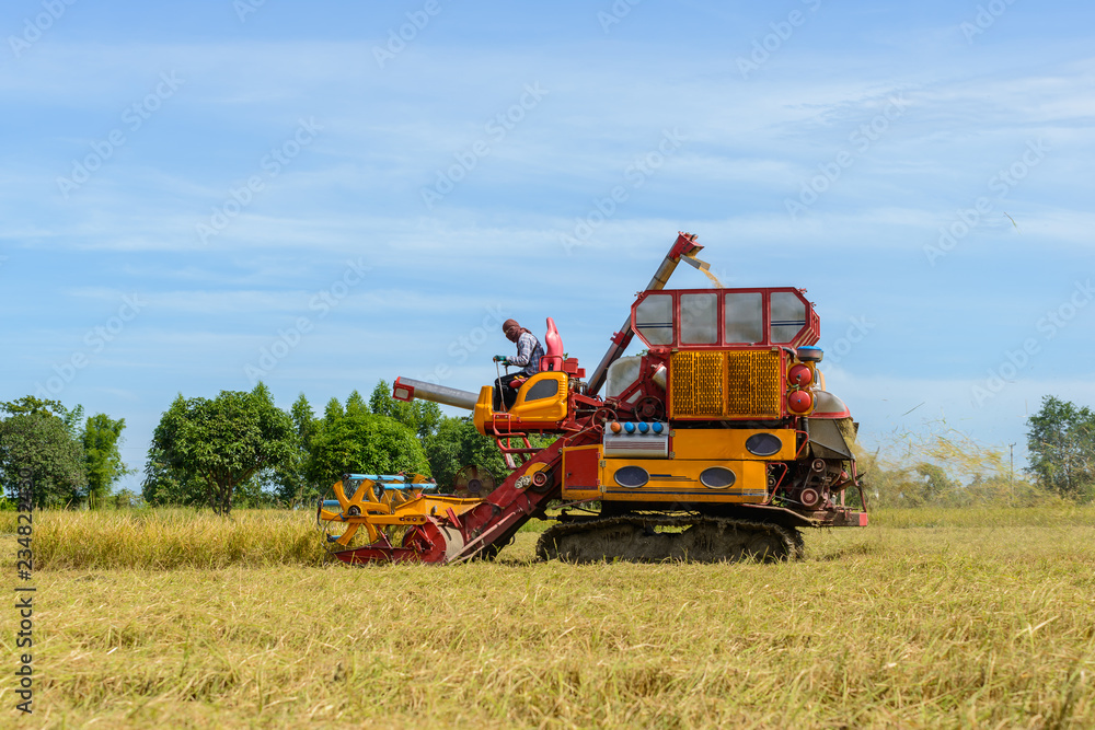 Combine harvester Working on rice field. Harvesting is the process of gathering a ripe crop Combine harvester Working on rice field. Harvesting is the process of gathering a ripe crop
