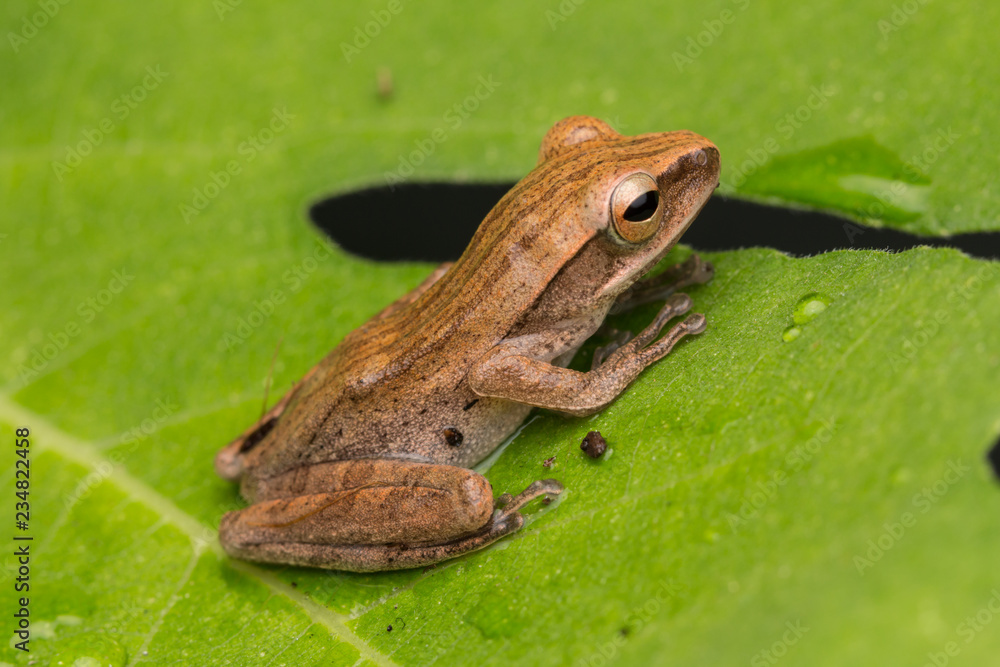Obraz premium Beautiful Frog at Borneo, Frog