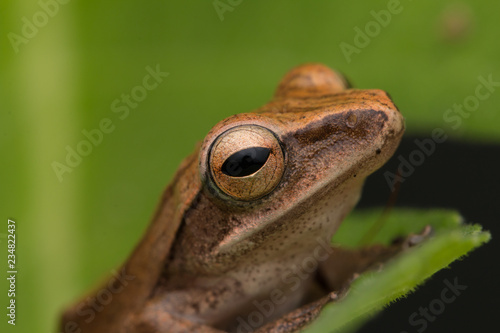 Beautiful Frog at Borneo, Frog