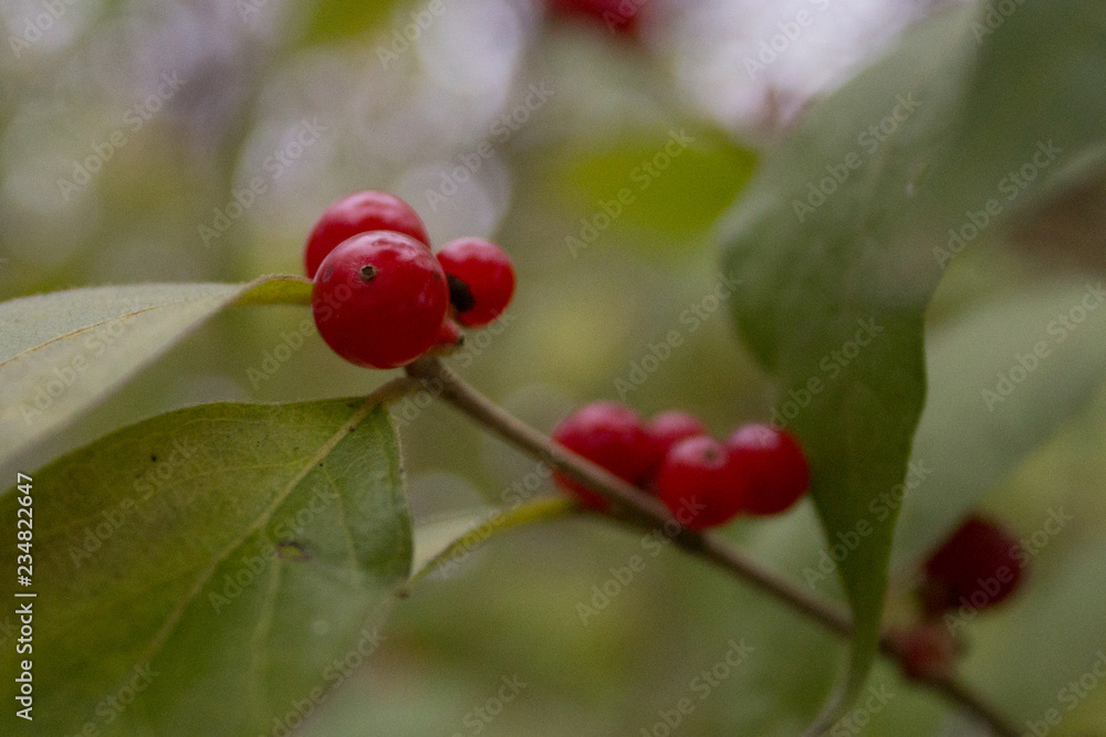 Fototapeta premium Holly berries with leaves
