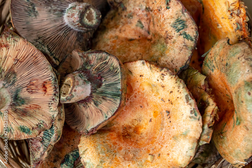 Pine trees mushrooms (Lactarius deliciosus) (Cintar mushroom) photo