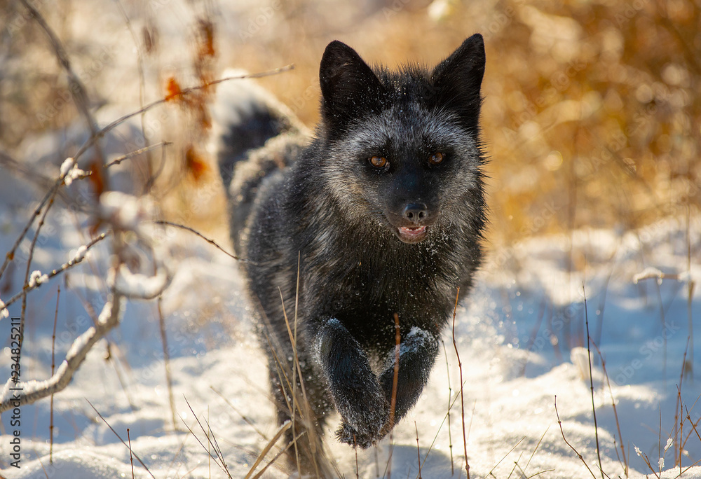 Silver Fox