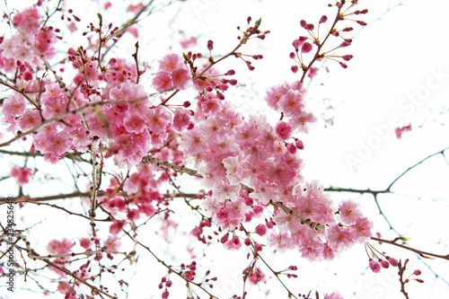 枝垂れ桜 © serena_v