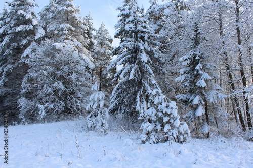 winter snow forest tree nature