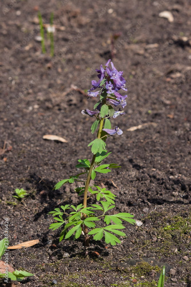 Fumewort or Corydalis flowers at flowerbed close-up, selective focus, shallow DOF Fumewort or Corydalis flowers at flowerbed close-up, selective focus, shallow DOF