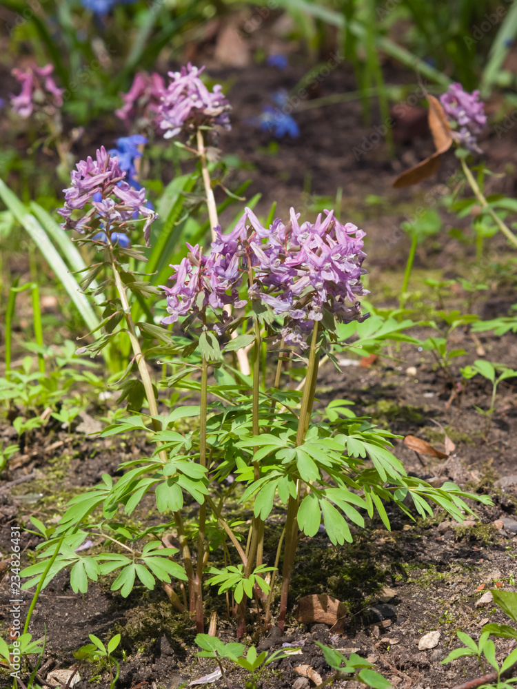 Fumewort or Corydalis flowers at flowerbed close-up, selective focus, shallow DOF Fumewort or Corydalis flowers at flowerbed close-up, selective focus, shallow DOF