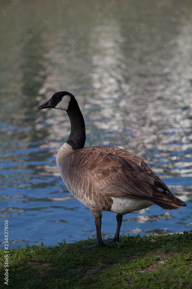 Goose Goose