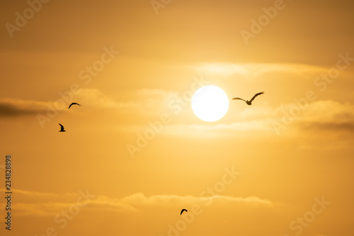 Birds Over Sunset