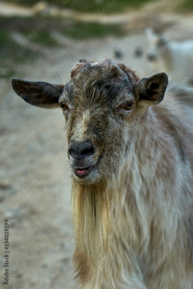 An image of a white goat.