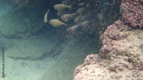 flock  fish  Vanikoro Sweeper Inhabits  small rocky reefs Mediterranean sea beach  Hadera Israel.
 photo