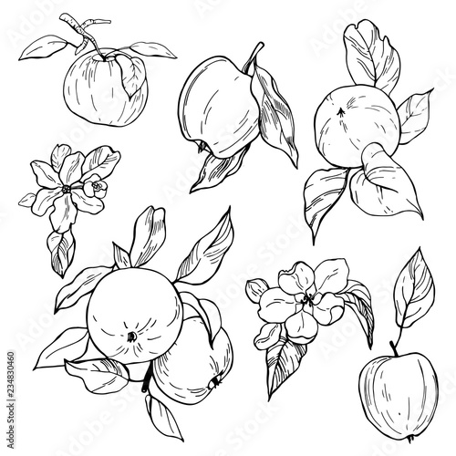 Hand drawn apples. Fruits and flowers.  Vector sketch  illustration.
