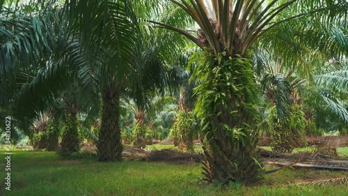 oil palm plantation