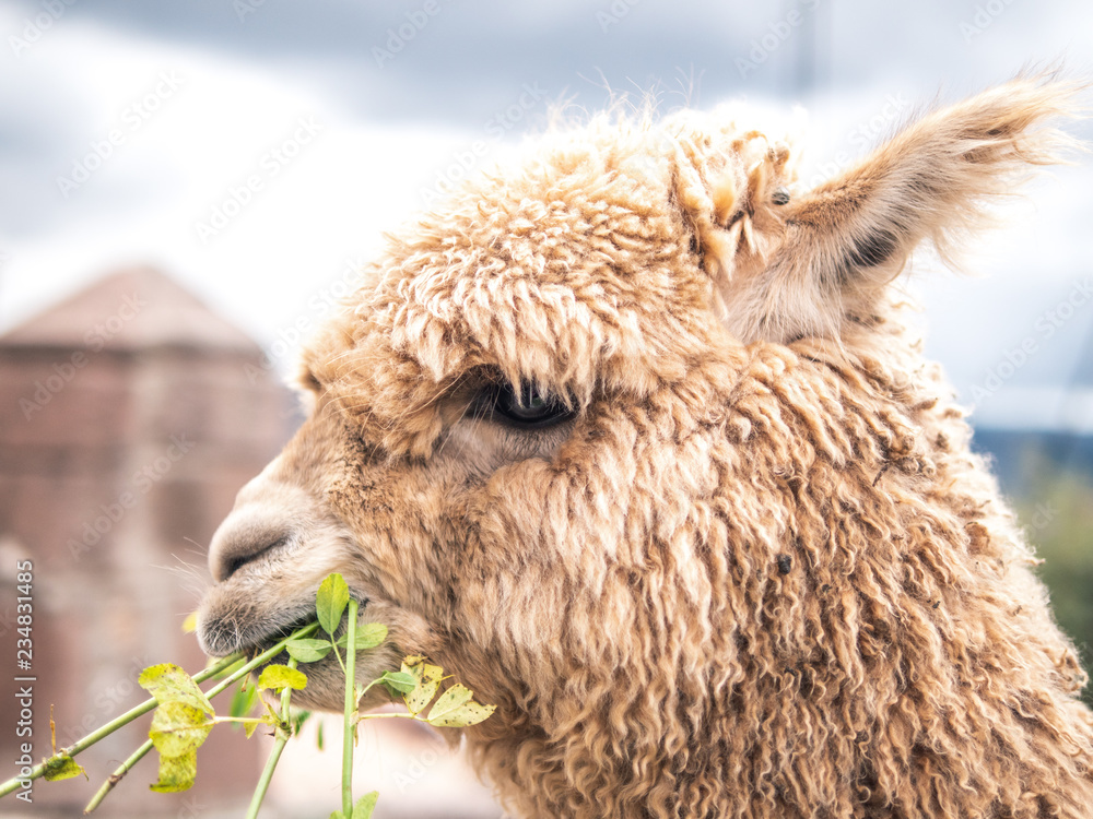 Typical peruvian llama eating in Cusco