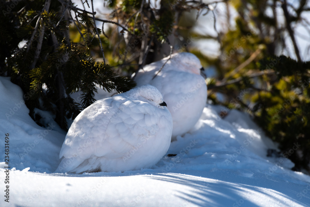 A Beautiful White-tailed Ptarmigan Pair in White Winter Plumage in the Mountains of Colorado A Beautiful White-tailed Ptarmigan Pair in White Winter Plumage in the Mountains of Colorado