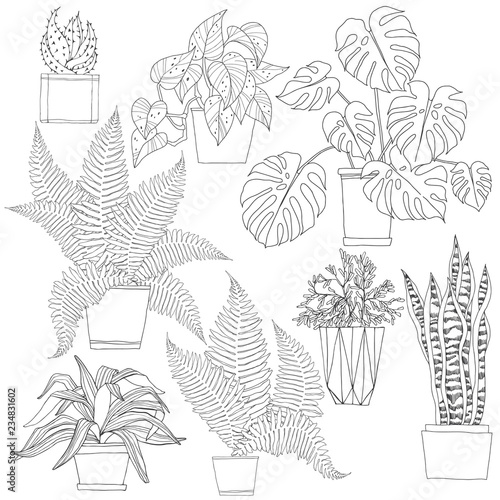Houseplants in pot.Vector hand-drawn illustration. Isolated outline elements on white background. Home decorations.